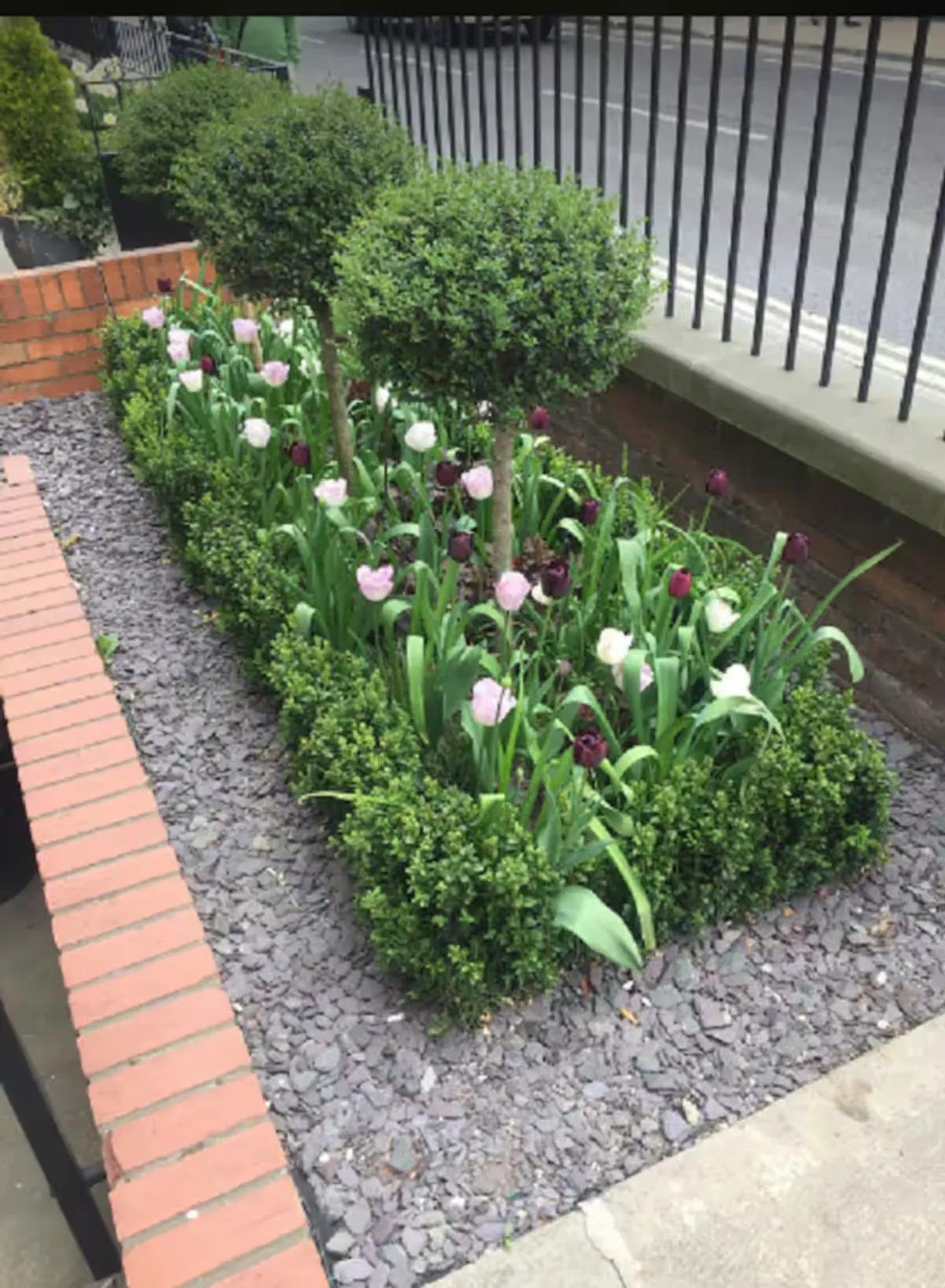 Spring tulips and clipped box in the front garden on Gillygate